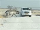 Nosoroec narazil do auta s turisty