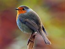 Ptákem roku 2016 ornitologové vyhlásili ervenku obecnou.