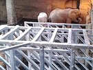 Slonice ve zlínské zoo si zvykají na klec kvli inseminaci