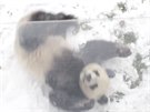Pandímu samci dlá sníh vyloen radost. 