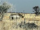 Tady to jet vypadalo, e nosoroce zajímá jen pastvina poblí hlavní safari...