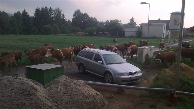 Takto to vypadalo, když krávy v Kejžlici utekly z nezabezpečené ohrady.