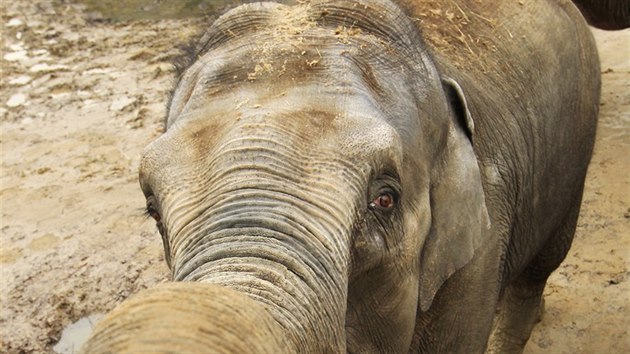 Slonice Vishesh z ostravsk zoologick zahrady v sobotu 8. ervence porodila sv tet mld. 