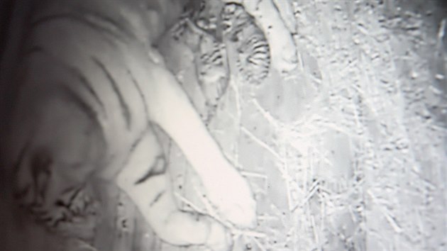 Záběr z kamer na tygřata v porodním boxu.