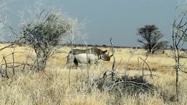 Tady to jet vypadalo, e nosoroce zajm jen pastvina pobl hlavn safari cesty.