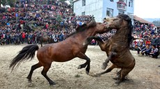 KRVAVÝ SPORT. Stovky divák sledují ve mst Liou-ou na jihu íny zápas koní,...