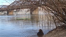 Nutrie u smíchovské náplavky pod elezniním mostem.