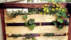 Na malém balkoně se snažte maximálně využít prostor a pěstujte bylinky či...