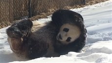 Pandí samec Da Mao si uívá snhové peiny v kanadské zoo. 