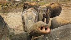 Slonice Vishesh (v popedí) z ostravské zoologické zahrady, která je thotná od...