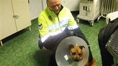 Zran�ný pes, kterého na�li lidé u lesního h�bitova v Hradci Králové.