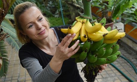 Zahradnice Jana Pajerová ukazuje dozrávající plody na banánovníku odrdy Dwarf...