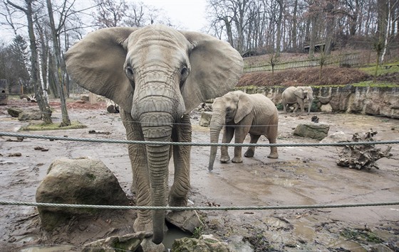 Samice slona afrického ve zlínské zoo žijí od roku 2003. Pocházejí z...