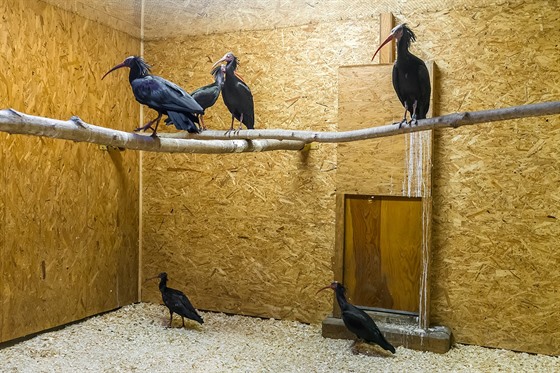 Vech devt ibis bylo pemístno do jejich zázemí. Vtinu z nich mohou...
