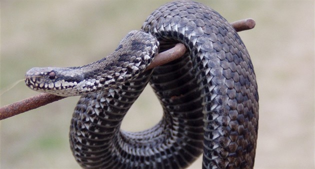 Pracovníci rokycanské záchranné stanice �ivo�ich� v�echny zmije odborn�...