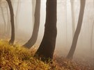 POHÁDKOVÝ LES: Podzimní rána jsou v Kruných horách i na bných místech na...