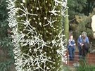 V botanické zahrad v Liberci kvete australský lutokap