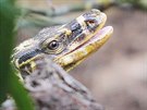 Zoologick� zahrada v Plzni z�skala varany z Filip�n. (8. b�ezna 2016)