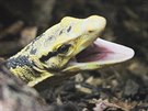 Zoologick� zahrada v Plzni z�skala varany z Filip�n. (8. b�ezna 2016)