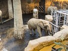 Zlínská zoo má ti slonice v ideálním vku. Pokouí se o odchov mláat.