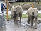 Zlnsk zoo se pokou o odchov mlat slona africkho.