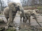 Zlínská zoo se pokouí o odchov mláat slona afrického.