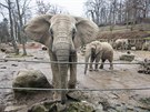 Samice slona afrického ve zlínské zoo ijí od roku 2003. Pocházejí z...