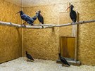 Všech devět ibisů bylo přemístěno do jejich zázemí. Většinu z nich mohou...