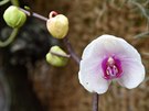 Květoucí orchidej nejčastěji pěstovaného rodu Phalaenopsis v tropickém pavilonu...