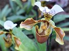 Kvetoucí orchidej Paphiopedilum známá pod eským názvem stevíník v tropickém...