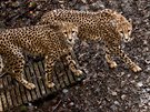 Noví gepardí samci, kteří do dvorské zoo přicestovali z Francie.