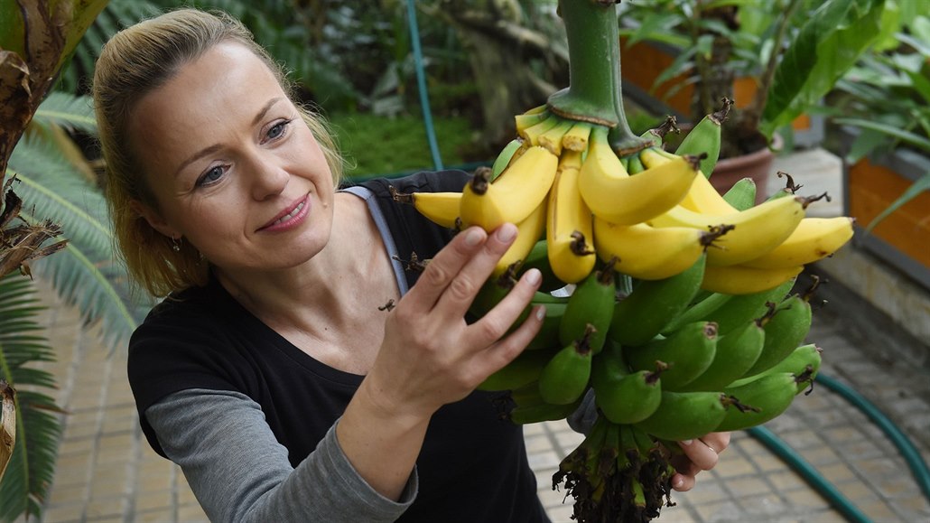 Zahradnice Jana Pajerová ukazuje dozrávající plody na banánovníku odrůdy Dwarf...