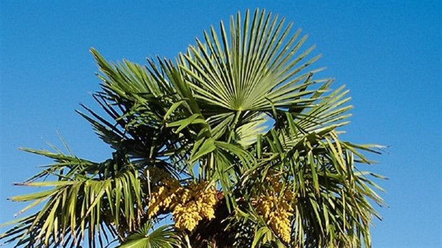 Trachycarpus fortunei