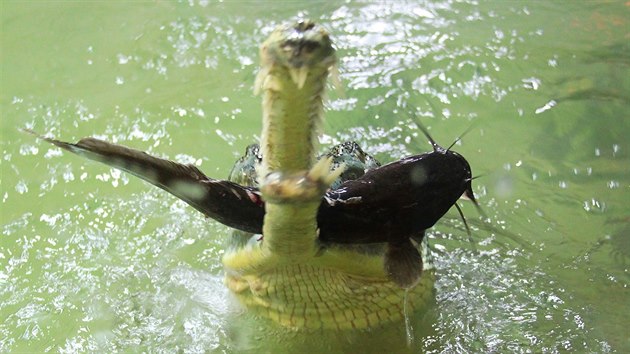Každou středu v krokodýlí zoo v Protivíně pořádají komentované krmení krokodýlů, gaviálů (na snímku žere sumce) a kajmanů.