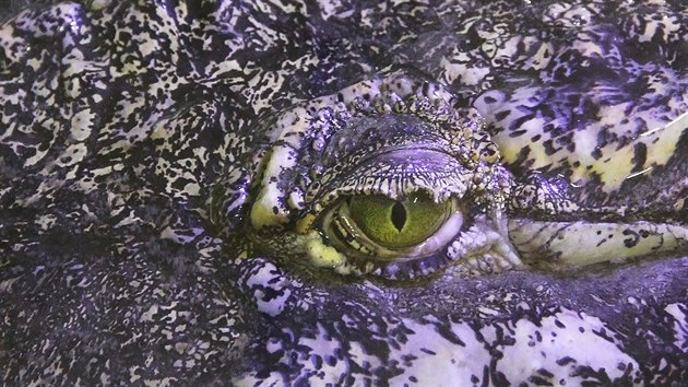 Každou středu v krokodýlí zoo v Protivíně pořádají komentované krmení krokodýlů, gaviálů a kajmanů. Na snímku je krokodýl mořský pojmenovaný Golem.