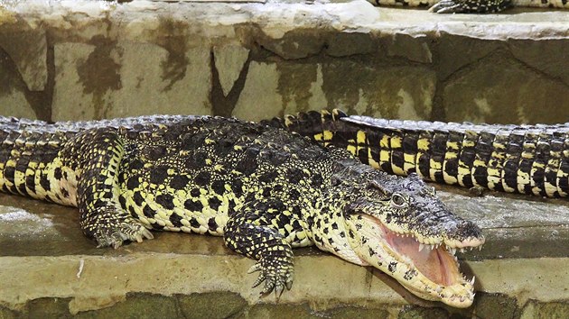 Každou středu v krokodýlí zoo v Protivíně pořádají komentované krmení krokodýlů, gaviálů a kajmanů (na snímku).