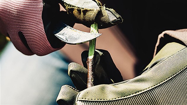 ROUBOV�N� KOPULAC� NEBOLI DRU�EN�M: konec roubu se��zn�te naplocho. 
