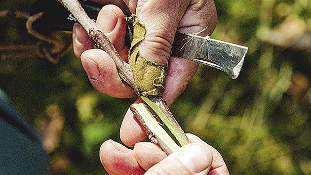 ROUBOVN KOPULAC NEBOLI DRUENM: vtviku, na kterou chcete roub nasadit, tak plon seznte. Oba ezy vete proti pupenu, tam m toti strom nejvc zsobnch ltek a roub se tu nejsnadnji pichyt. 

