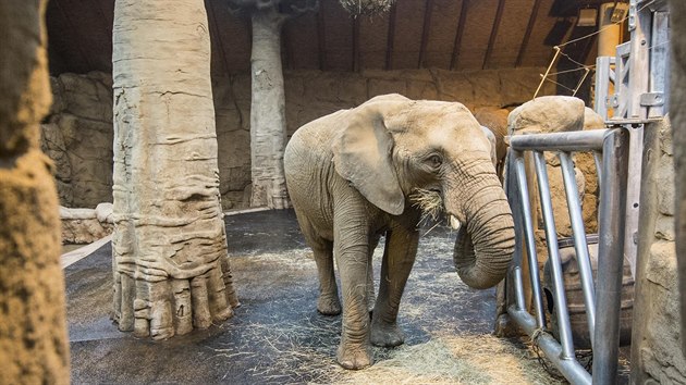 Jedna ze slonic ve zlínské zoo.