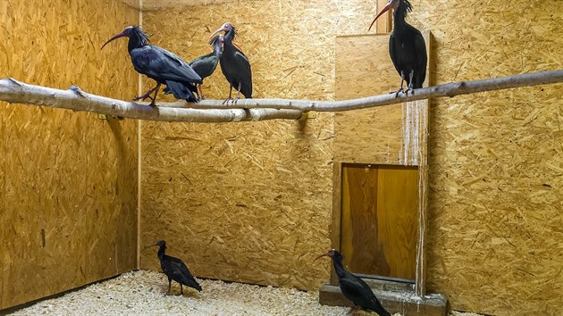 Všech devět ibisů bylo přemístěno do jejich zázemí. Většinu z nich mohou návštěvníci zoo o víkendu vidět