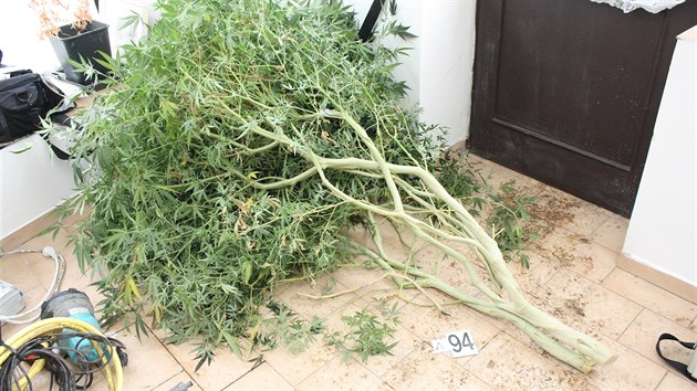 Policie rozbila srbsk drogov gang na Mlnicku a na Praze-zpad. Zkonfiskovali 1418 rostlin a 35 kilogram suiny