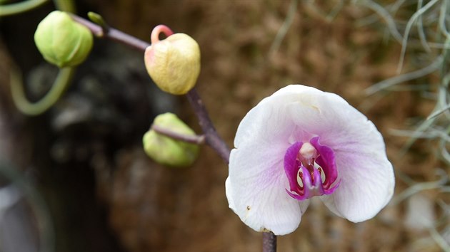 Kvtouc orchidej nejastji pstovanho rodu Phalaenopsis v tropickm pavilonu Vstavit Flora v Olomouci.