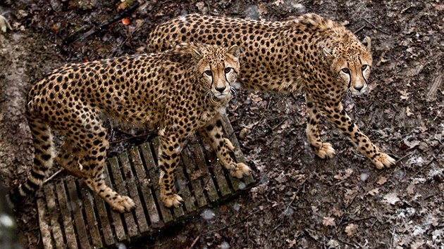 Noví gepardí samci, kteří do dvorské zoo přicestovali z Francie.