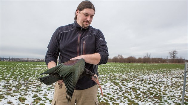 Odchyt ibisa u Brandýsa nad Labem