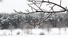 Ji�ní �echy zasypal znovu sníh, i kdy� kalamitní stav jako v jiných krajích na...