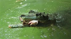 Kadou stedu v krokodýlí zoo v Protivín poádají komentované krmení...