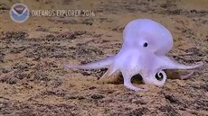 Vdci objevili nový druh chobotnice