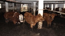 Takto to vypadalo uvnit� kravína p�i inspekci veteriná�� a policie.