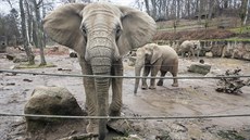 Samice slona afrického ve zlínské zoo ijí od roku 2003. Pocházejí z...