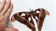 Motýl attacus atlas má nejvtí plochu kídel na svt.